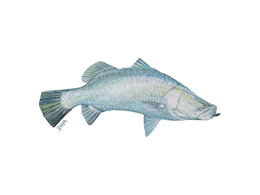 "Barra" Original