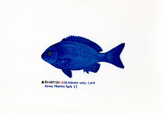 "Bluefish" Original