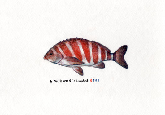 "Morwong" Original