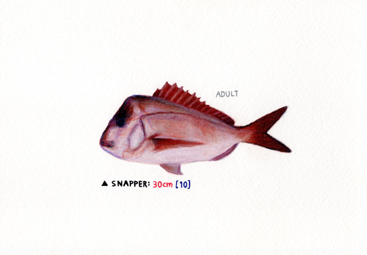 "Snapper" Original
