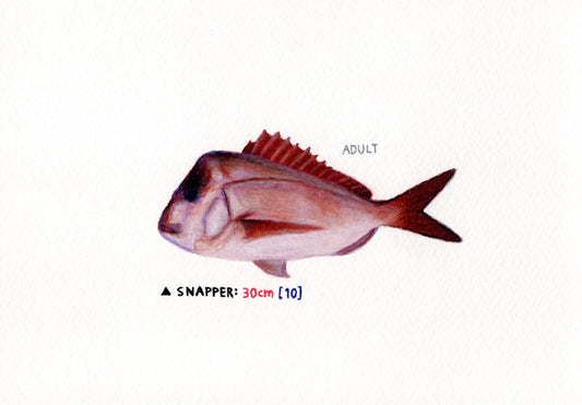 "Snapper" Original