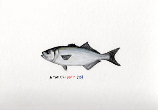 "Tailor" Original