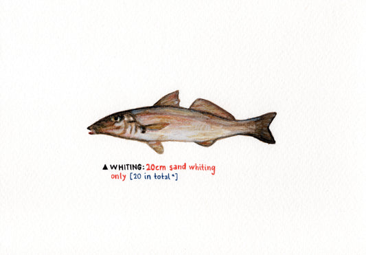 "Whiting" Original